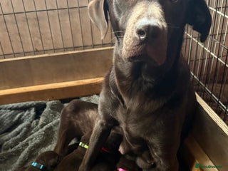 Labrador Retriever dogs Beautiful Chocolate Labrador Puppies - Advert 3