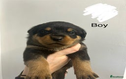Rottweiler dogs for sale: 8 Chunky Rottweiler puppies for sale - Image 5