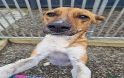 Mixed Breed dogs for adoption: Petal - In Ayr looking for a home  - Image 5