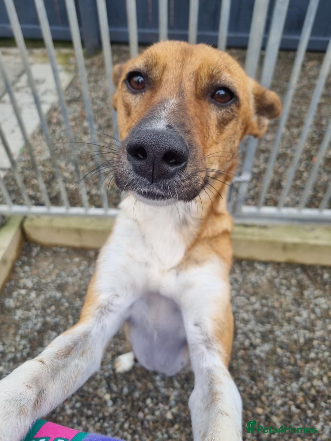 Mixed Breed dogs for adoption: Petal - In Ayr looking for a home  - Image 5