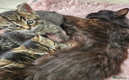 Mixed Breed cats for sale: Tabby Kittens 3 female 1 boy - Image 4