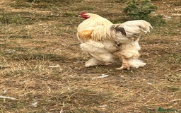 Chickens poultry for sale: Trio Lemon Pyle Brahmas  - Image 5