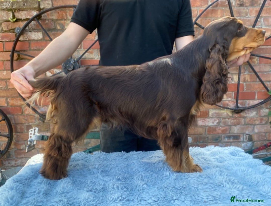 Cocker Spaniel dogs for stud: TRUE TO TYPE- Chocolate & Tan Show Cocker Spaniel in Holywell - Image 8