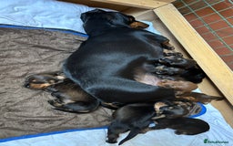 Dachshund dogs for sale: Adorable dachshund puppies - Image 10
