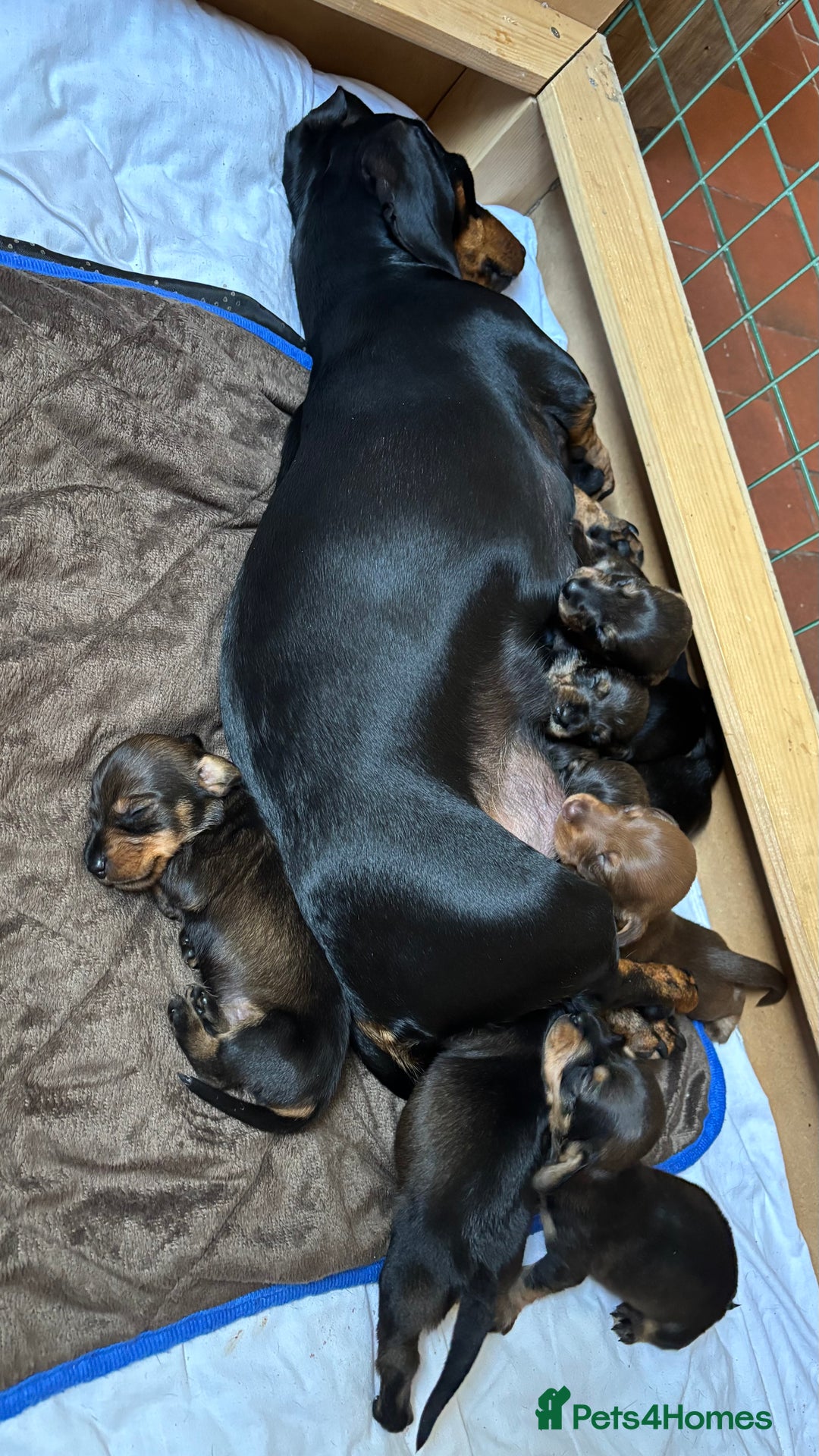 Dachshund dogs for sale: Adorable dachshund puppies - Image 10