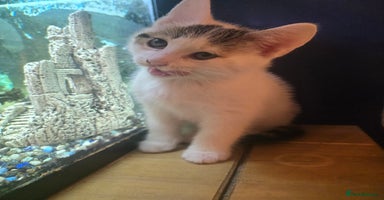 Mixed Breed cats - Advert 11