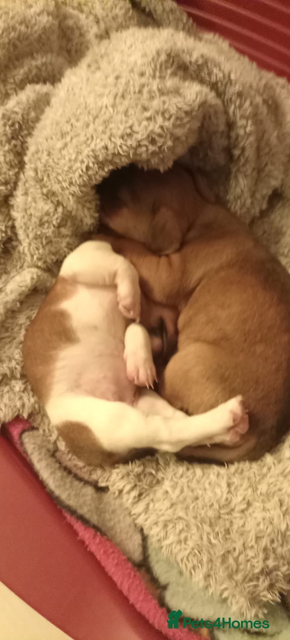 Jack Russell dogs Gorgeous miniature Jack Russell puppies  - Advert 13