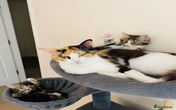 Domestic Shorthair cats for sale: Ragdoll Cross X DSH - Image 14
