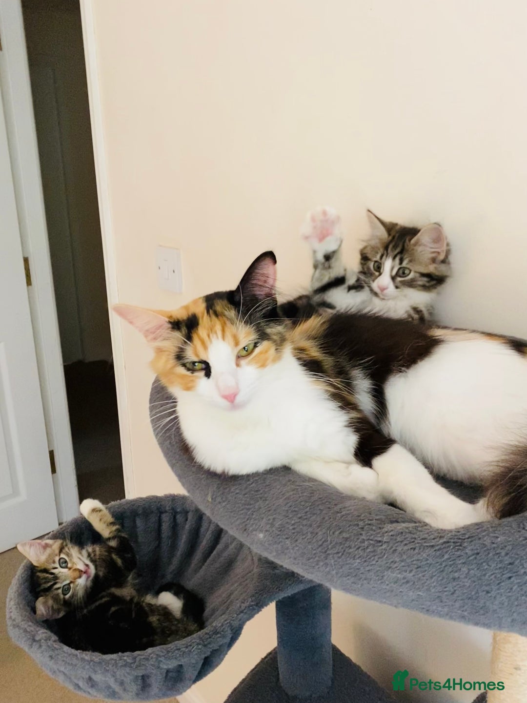Domestic Shorthair cats for sale: Ragdoll Cross X DSH - Image 14