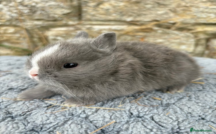 Netherland Dwarf rabbits - Advert 2