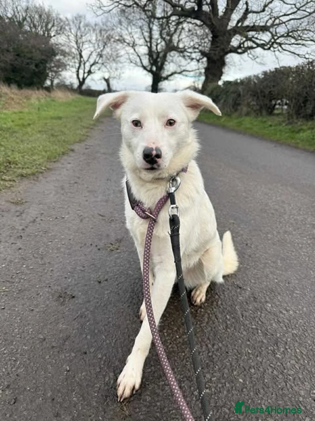 Mixed Breed dogs for adoption: Meet Clove, currently residing in Cheshire in Nantwich - Advert 1
