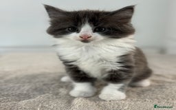 Ragdoll cats for sale: RAGDOLL MIX KITTENS FOR SALE - Image 10