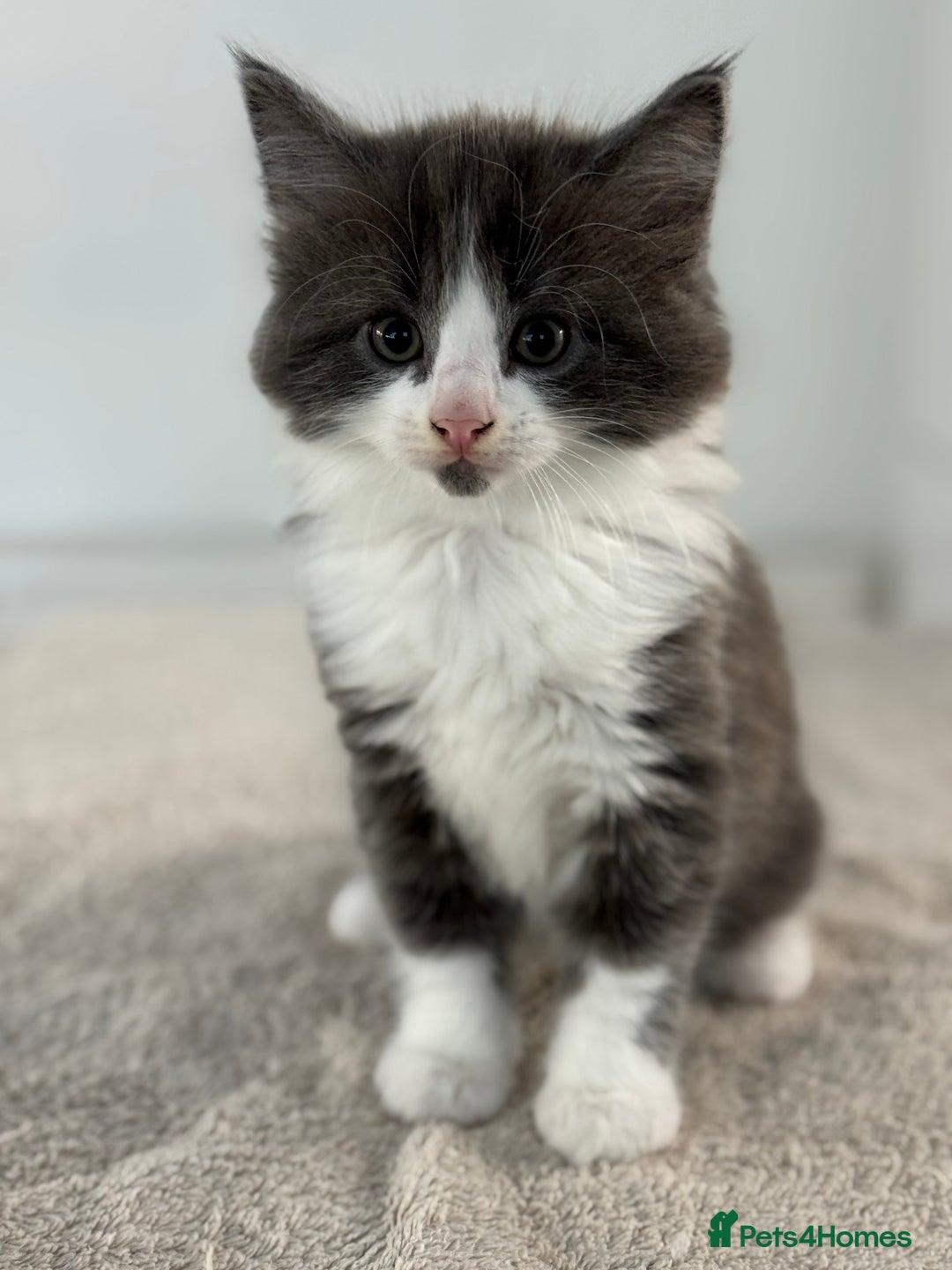 Ragdoll cats for sale: RAGDOLL MIX KITTENS FOR SALE - Image 10
