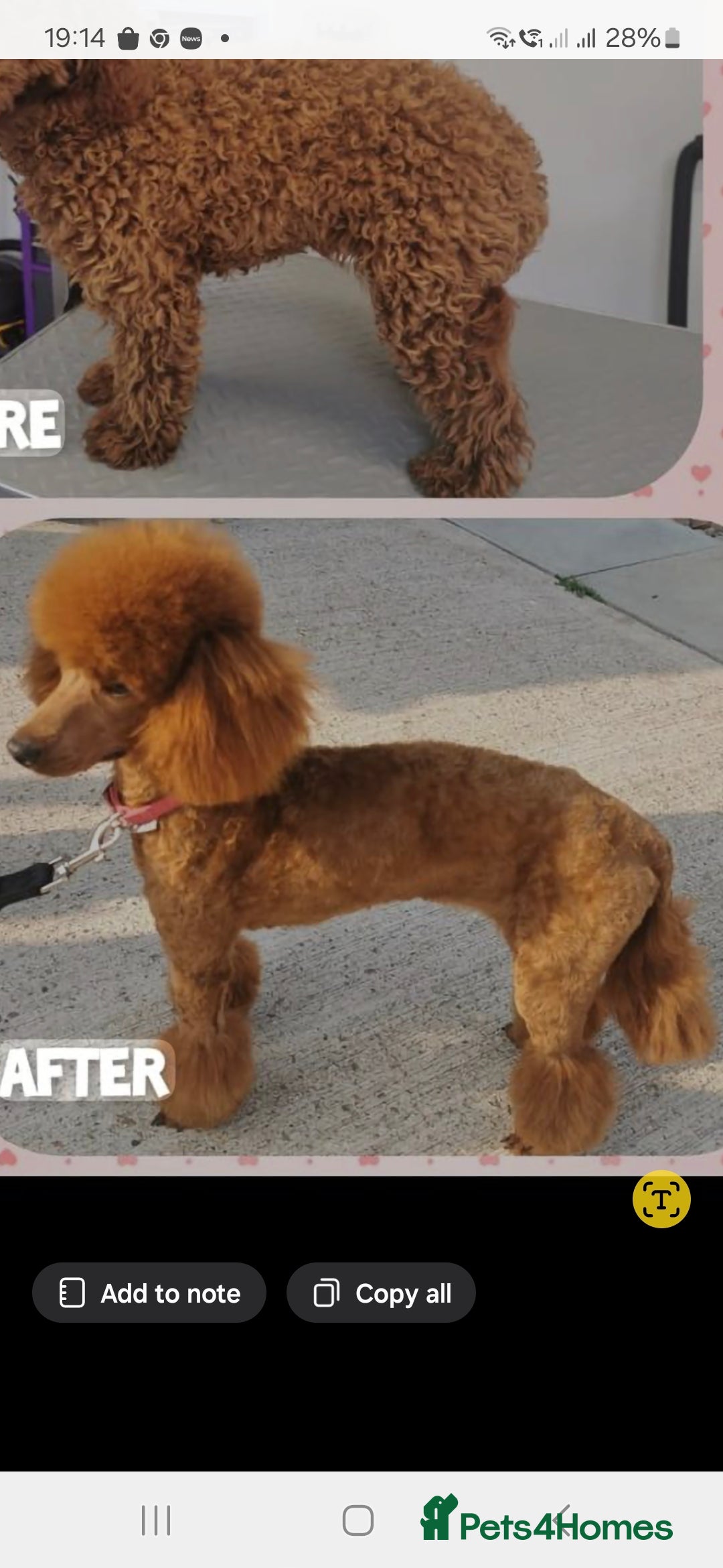 Miniature Poodle dogs EXTENSIVELY HEALTH TESTED POODLE FOR STUD - Advert 22