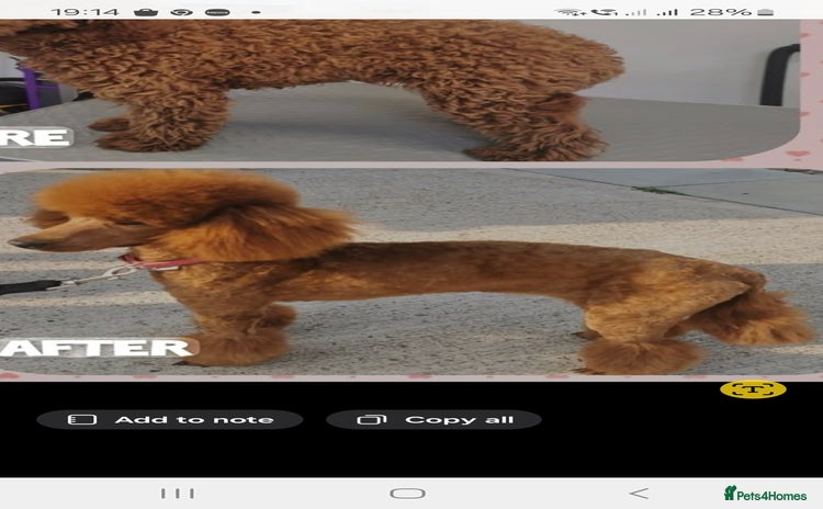 Miniature Poodle dogs - Advert 6