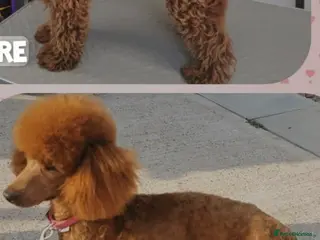 Miniature Poodle dogs EXTENSIVELY HEALTH TESTED POODLE FOR STUD - Advert 20