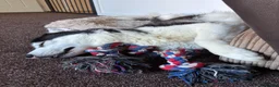Utonagan dogs for sale: Husky/malamute 4y Has Hip dysplasia  in Leyburn - Advert 4