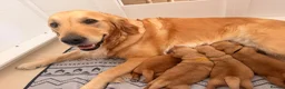 Golden Retriever dogs for sale: Perfect Golden Retriever Boy Left✨🐾 in Catterick Garrison - Advert 2