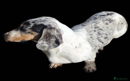 Miniature Dachshund dogs for sale: PRA CLEAR MINIATURE DACHSHUND PUPPIES  - Image 8