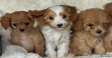 Cavapoo dogs - Advert 4