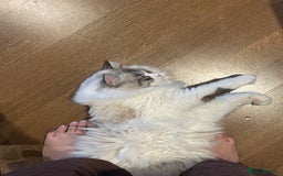 Ragdoll cats for sale: Beautiful Ragdoll gccf registered - Image 17