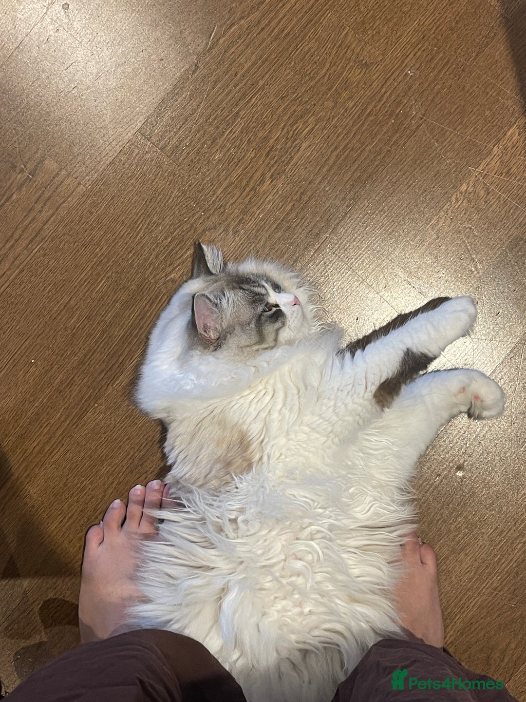 Ragdoll cats for sale: Beautiful Ragdoll gccf registered - Image 17