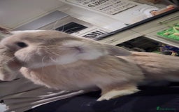 French Lop rabbits for sale: 2 beautiful rabbits for free-ASAP - Image 2