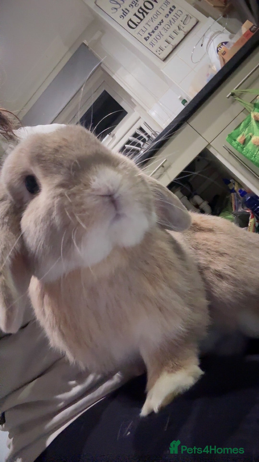 French Lop rabbits for sale: 2 beautiful rabbits for free-ASAP - Image 2