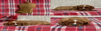 Cavalier King Charles Spaniel 1