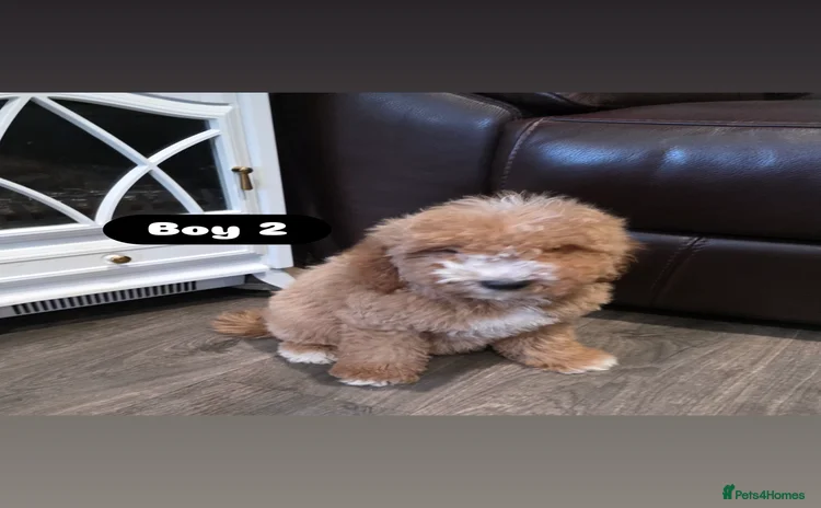 Cockapoo dogs - Advert 5