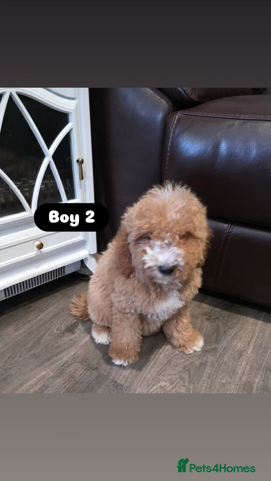 Cockapoo dogs for sale: Adorable Cockapoo pups 🦴🐾 - Image 1