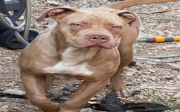 Mixed Breed dogs for sale: Blue eyes boy - Image 3