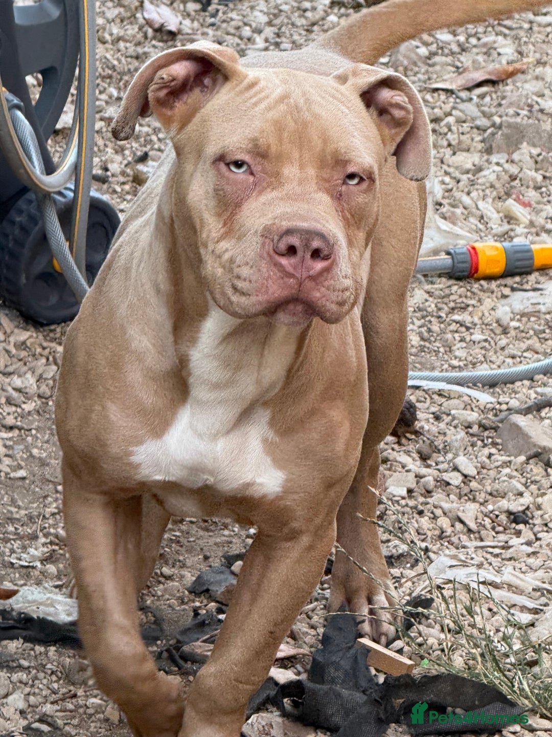 Mixed Breed dogs for sale: Blue eyes boy - Image 3