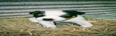 Jack Russell 2