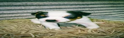 Jack Russell dogs for sale: Male Jack Russle  in Rotherham - Advert 5