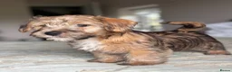 Mixed Breed dogs for sale: Norfolk x Sealyham puppies  - Advert 17