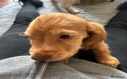 Cocker Spaniel dogs for sale: Kc cocker spaniels  - Image 9