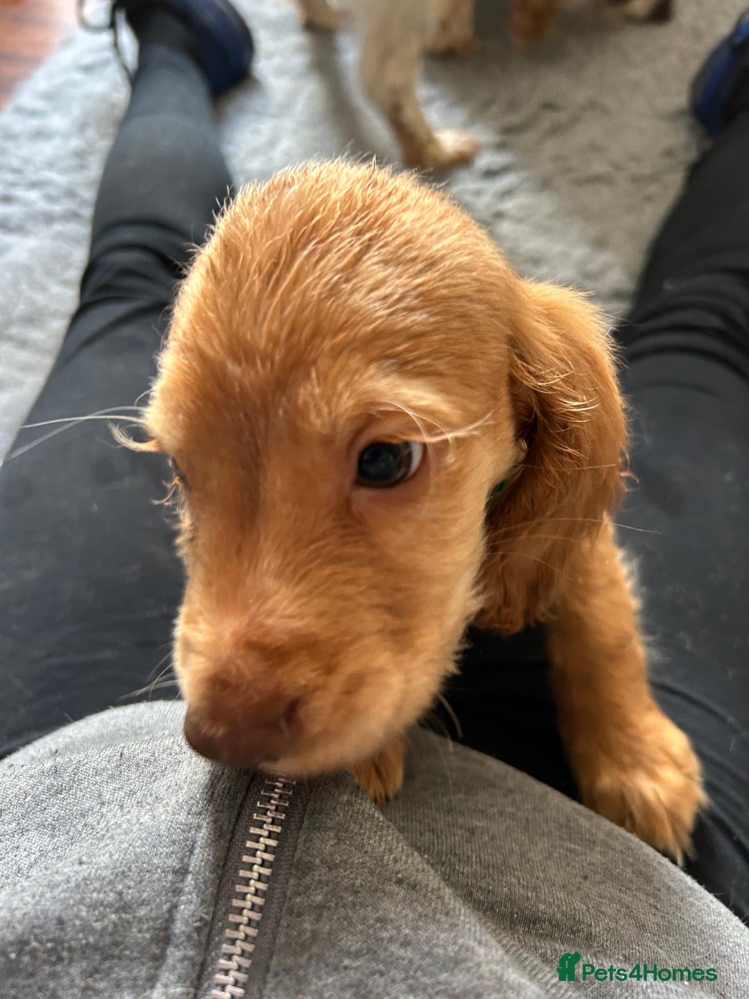 Cocker Spaniel dogs for sale: Kc cocker spaniels  - Image 9