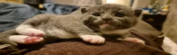 Mixed Breed cats for sale: Ragdol X Tuxedo Kittens -very affectionate lap cat - Advert 17