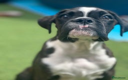 Boxer dogs for sale: Beautiful Boxer Puppies for sale - Image 8