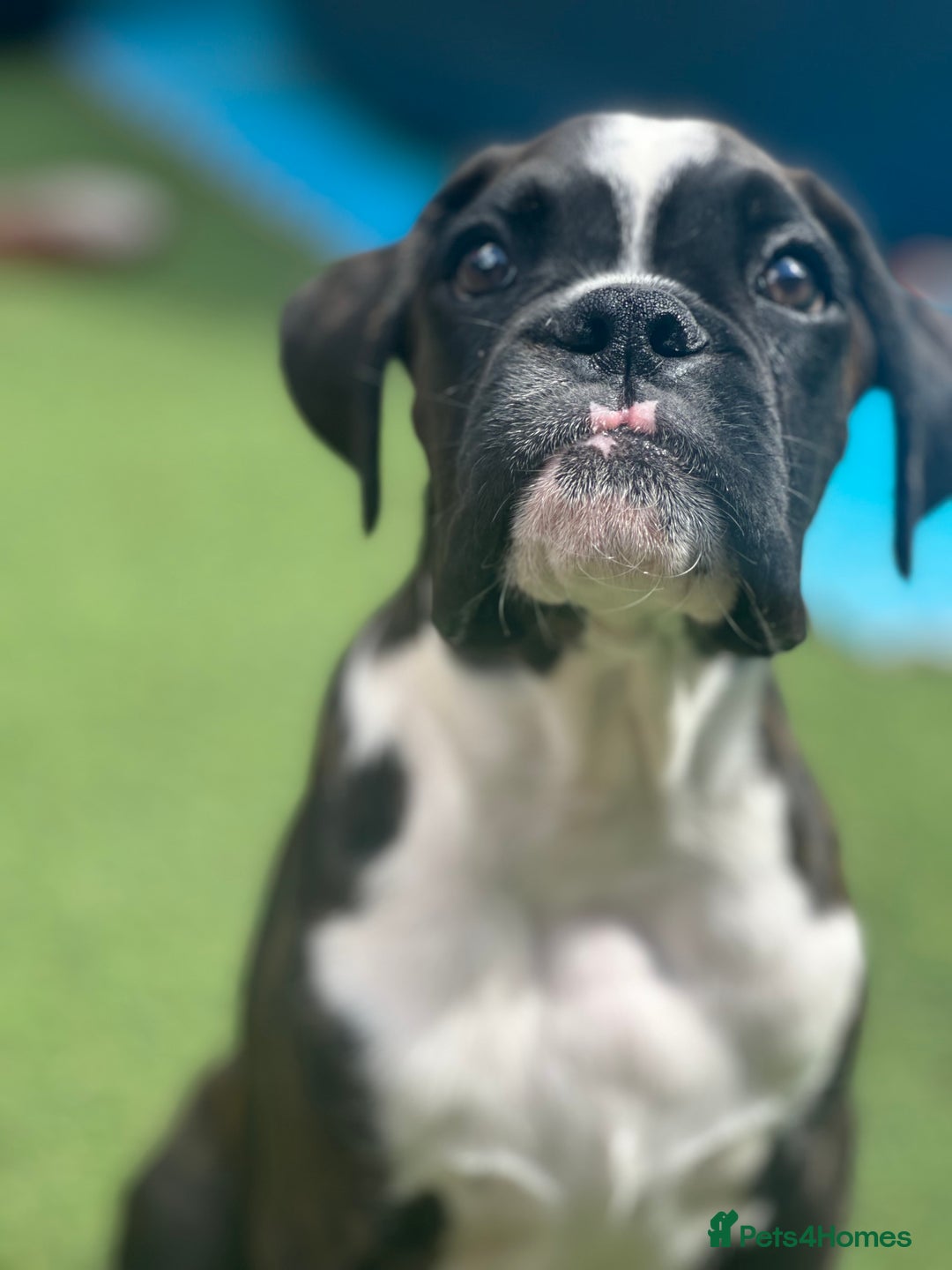 Boxer dogs for sale: Beautiful Boxer Puppies for sale - Image 8