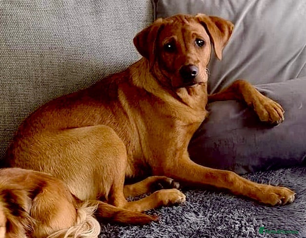 Labrador Retriever dogs KC FTCH WORKING FOX RED LABRADOR’S - Advert 1