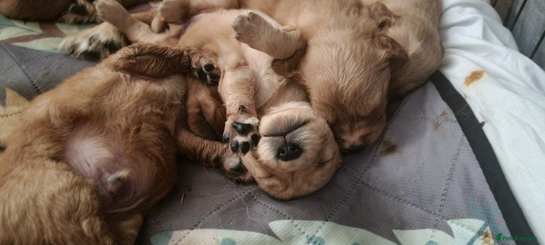 Golden Retriever dogs for sale: KC Registered - Golden Retriever Pups  - Image 5