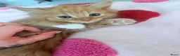 Mixed Breed cats for sale: Kittens Ready for New Homes 🐾 - Advert 4