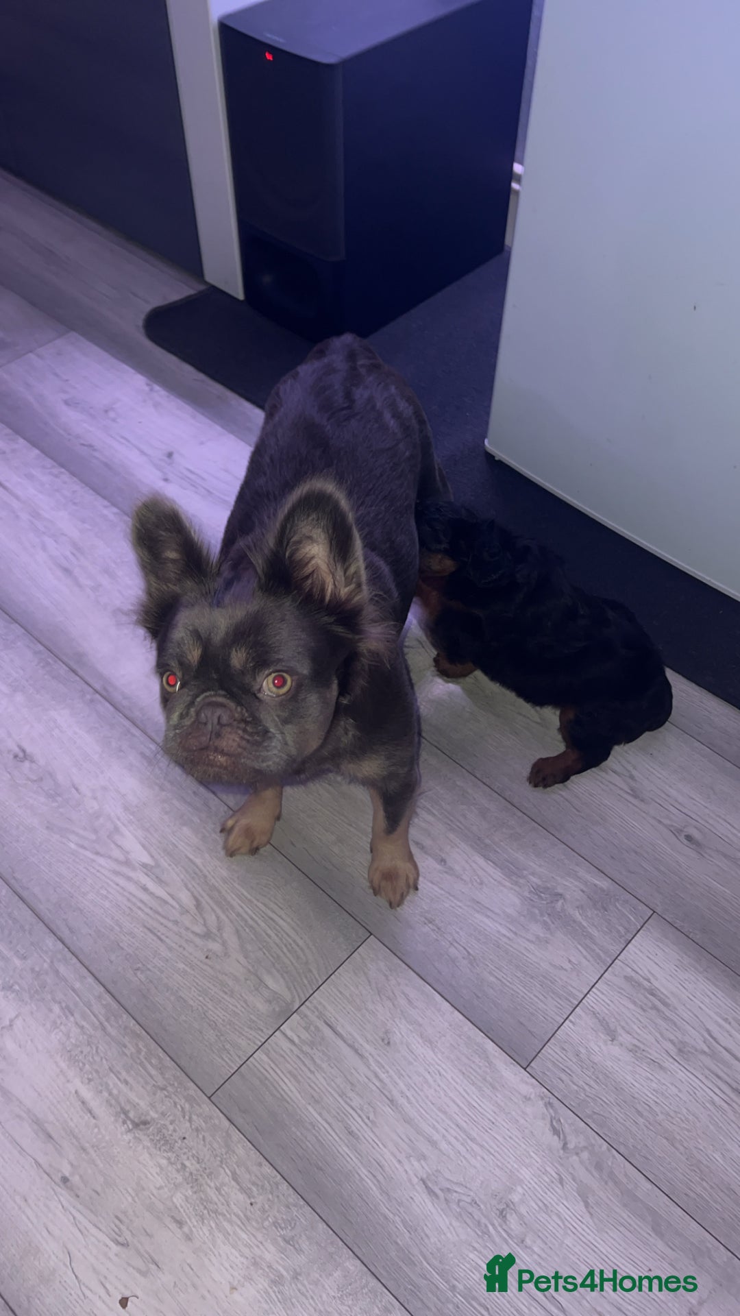 Mixed Breed dogs for sale: ONE OF ONE! Micro Asian Toy PoodleXFluffy Frenchie - Image 6