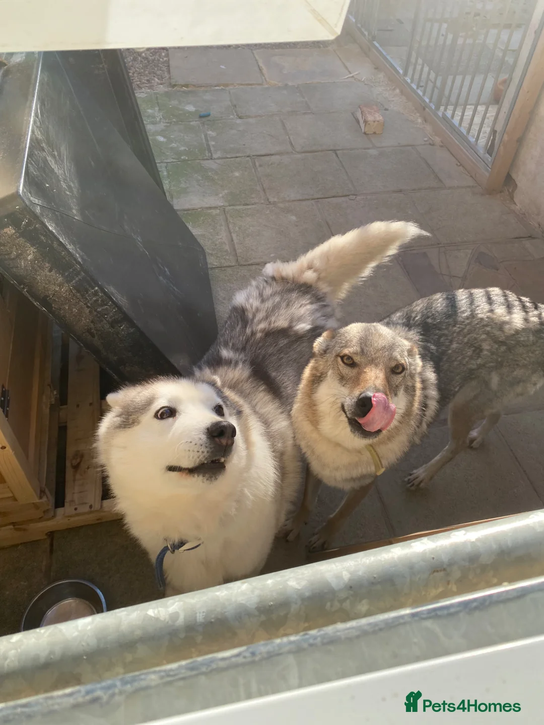 Utonagan dogs for sale: utanagan cross czech wolf dog  - Advert 1