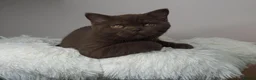 British Shorthair cats for sale: Cinnamon British Shorthair Female 🧡👑 - Advert 7