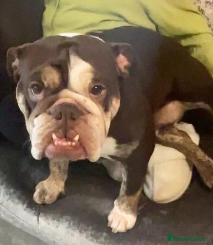 English Bulldog dogs Lovely Mia English bull dog  - Advert 1