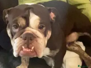 English Bulldog dogs Lovely Mia English bull dog - Advert 1