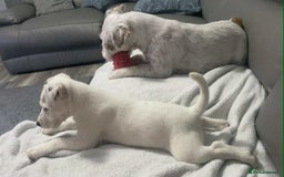 Parson Russell dogs for sale: Champion Bred Parson Puppies in Lanark - Image 14